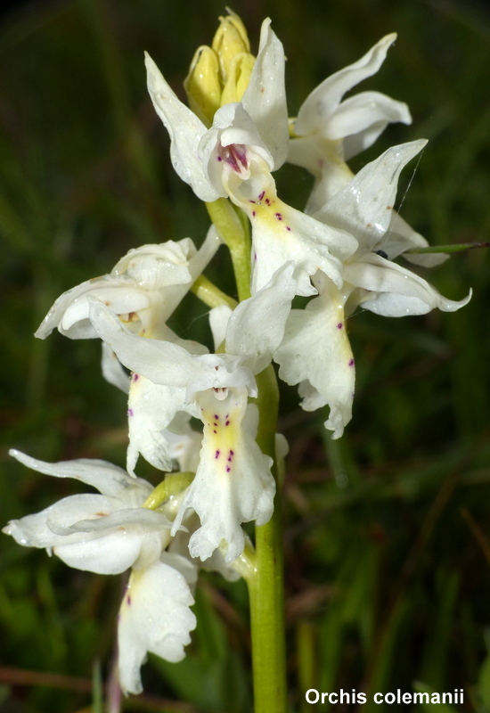 Il lago di Campotosto, orchidee, maltempo eschiarite! maggio/giugno 2023.